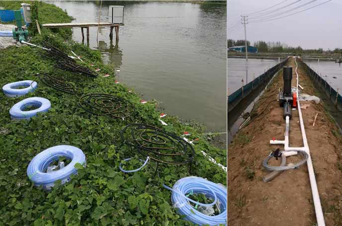水产养殖罗茨草莓视频在线播放 水产养殖罗茨草莓视频在线播放
