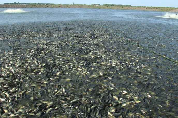 水产养殖罗茨草莓视频在线播放 水产养殖罗茨草莓视频在线播放